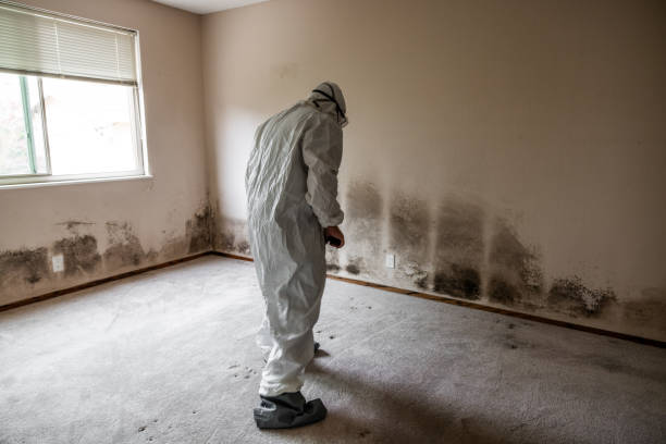 Best Mold Removal Process  in Seaford, NY