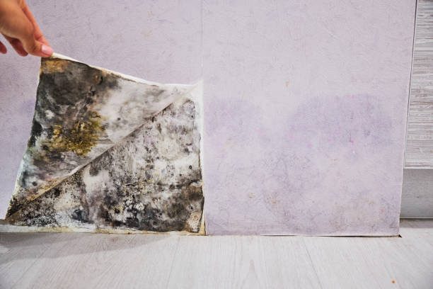 Professional Mold Removal in Seaford, NY